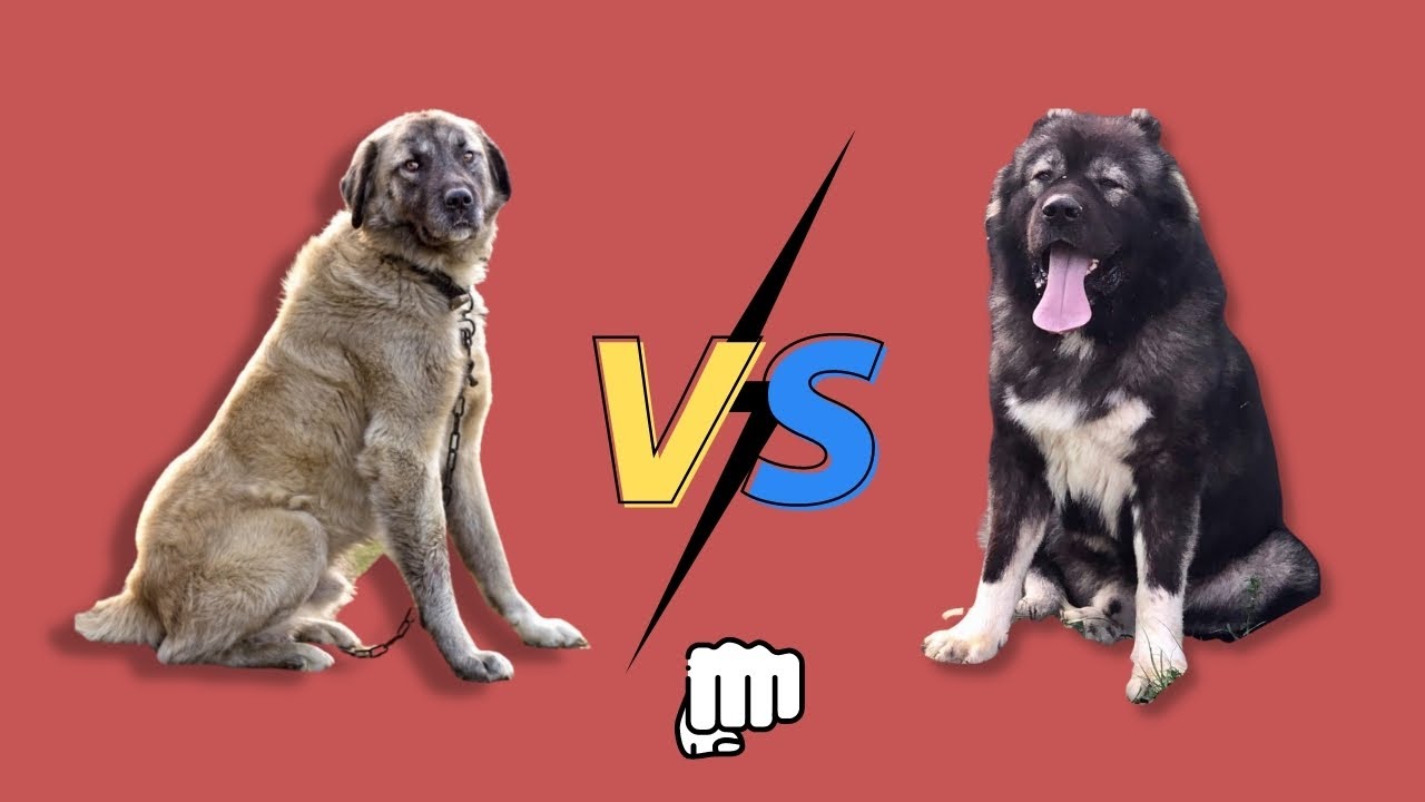 Kangal VS Caucasian Shepherd |  In The Streets Confrontation