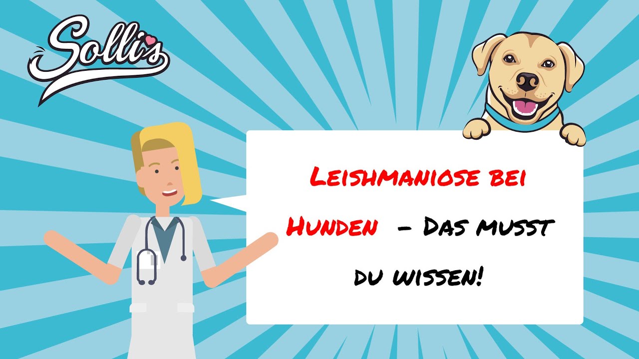Leishmaniose beim Hund | Ursachen, Symptome & Behandlung