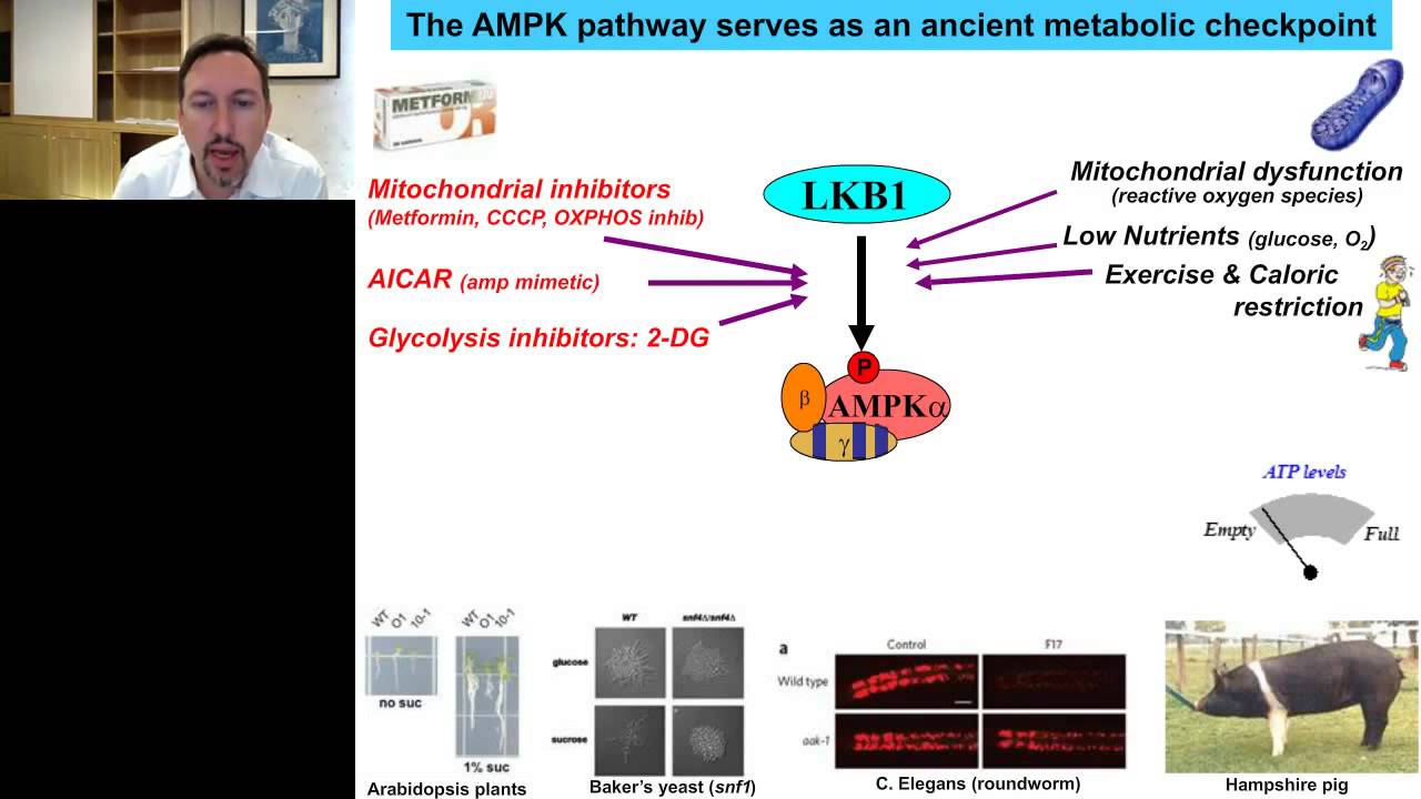 Reuben Shaw - Advances in AMPK and Autophagy signaling