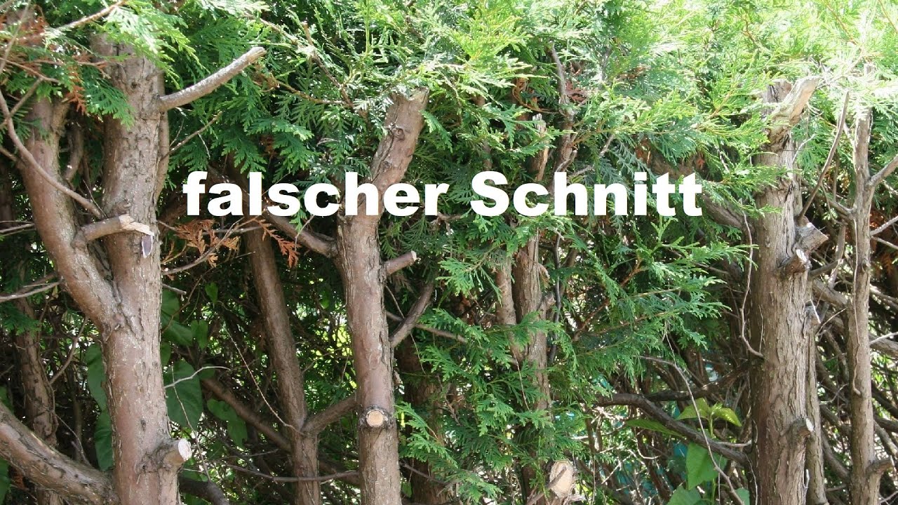 Koniferenschnitt: Thuja, Zypresse, Nadelbaum schneiden