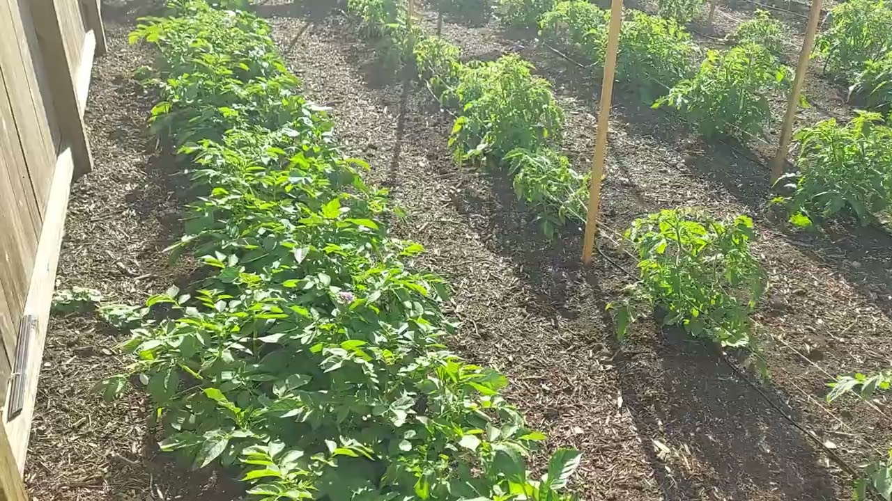 just a look at our grow this morning