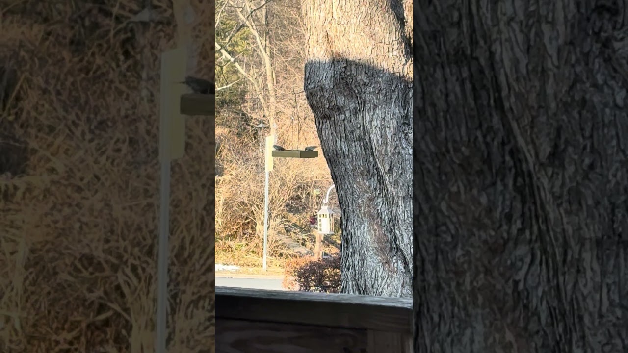 Birdies at the squirrel feeder #viralshort #shorts #ytshorts #nature #birds #wildlife 2/28/26