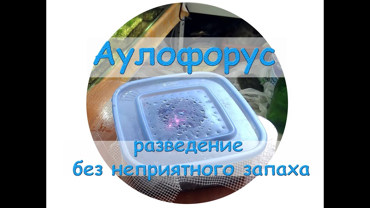 Аулофорус разведение без неприятного запаха