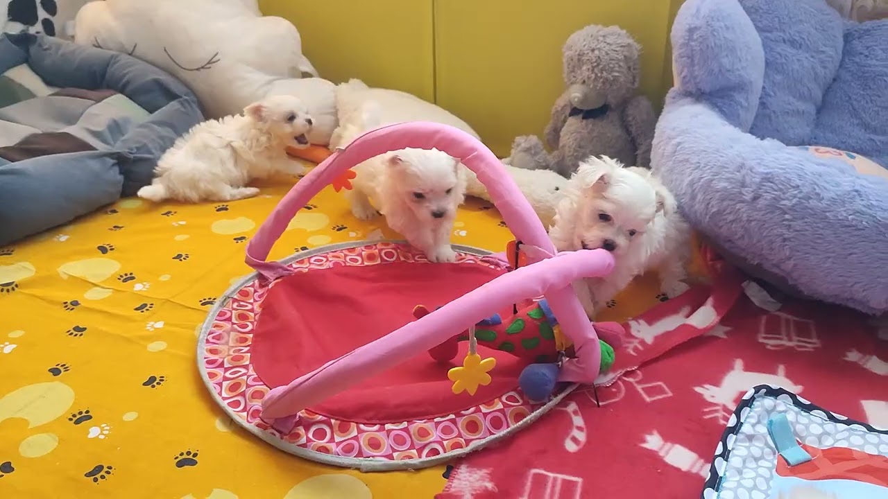 Привет из Царства хвостиков 🥰 Белое счастье🤗🐾 Продажа щеночков доставка по миру+79788972514