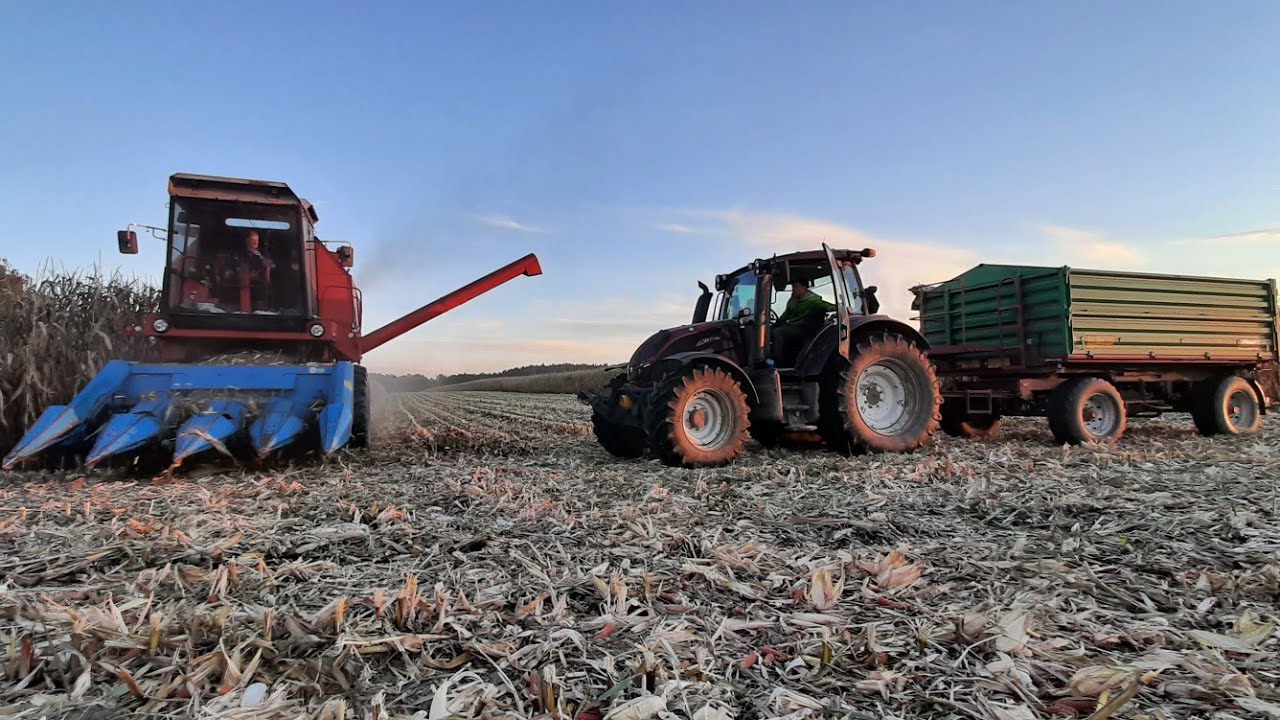 Koszenie kukurydzy na ziarno 2021 Bizon rekord i valtra n114