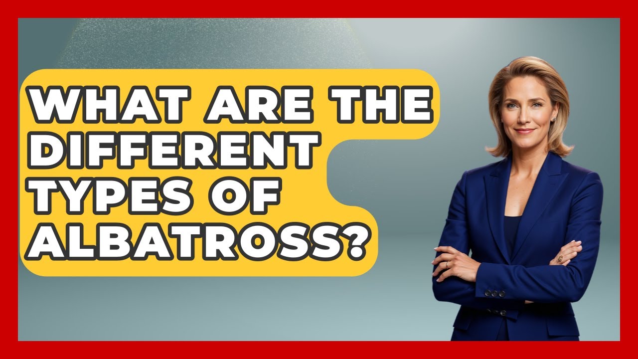 What Are The Different Types Of Albatross? - The Marine Life Explorer