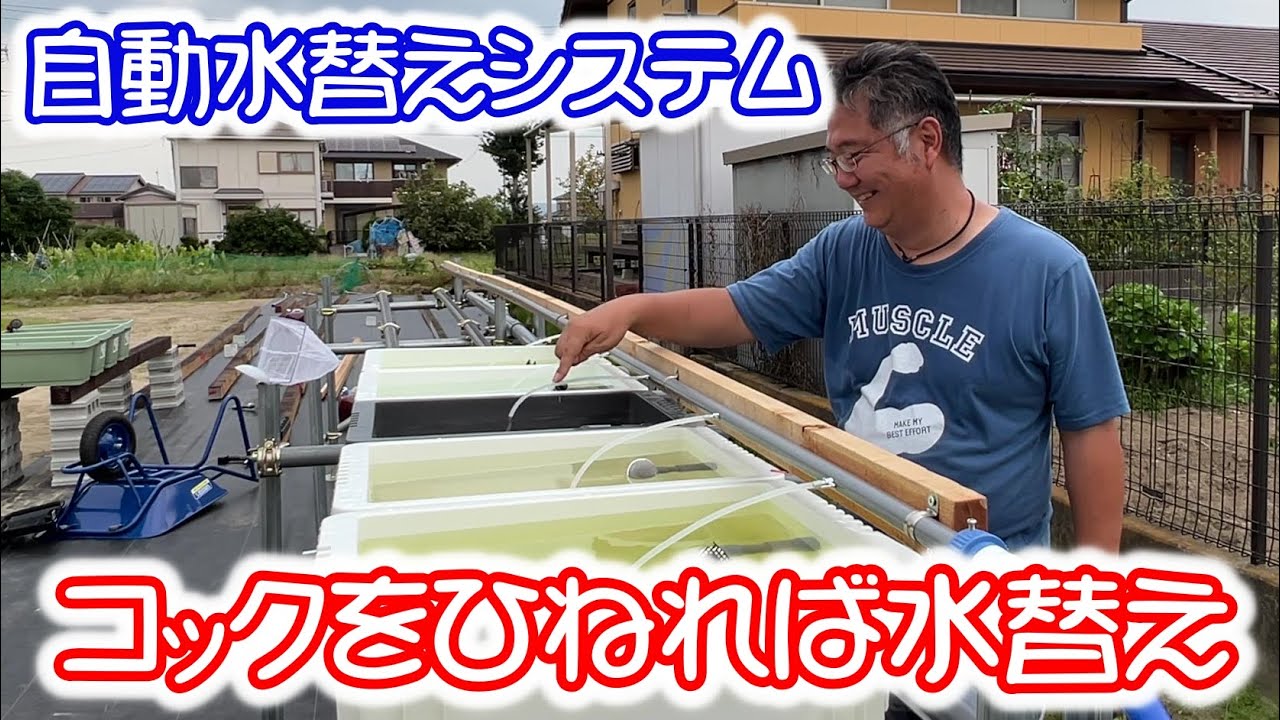 【めだか】自動水替えシステム遂に完成！管理できる数を増やしたい　Ｂ型おやじ