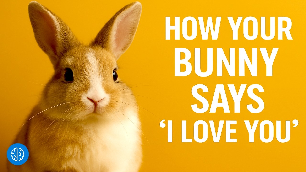 7 Signs Your Bunny Truly Loves You!