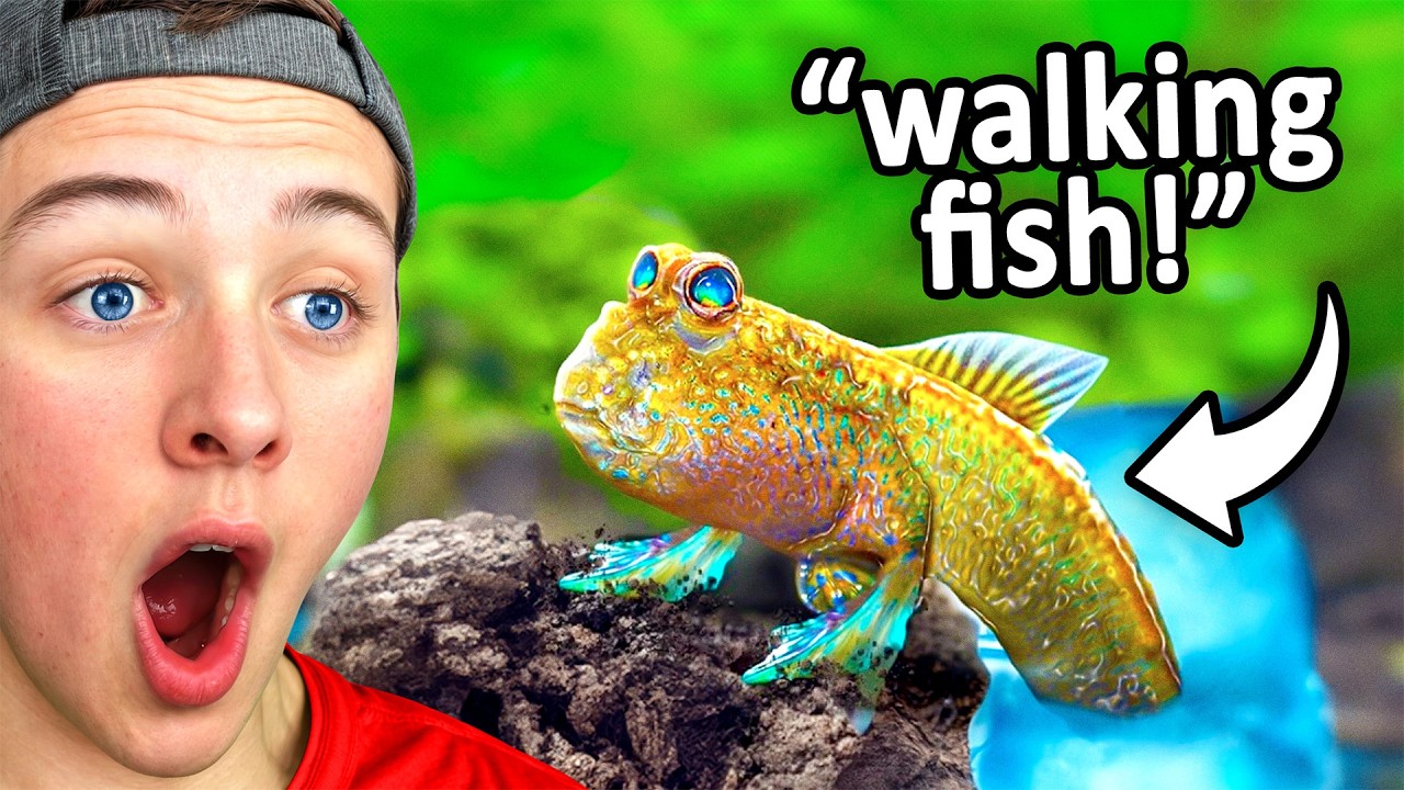 This Fish Can Walk on Land
