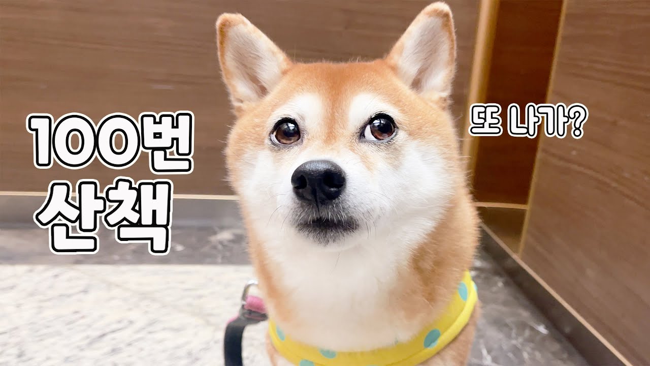 강아지 산책을 하루 100번 나가면 일어나는 일 ㅋㅋㅋ