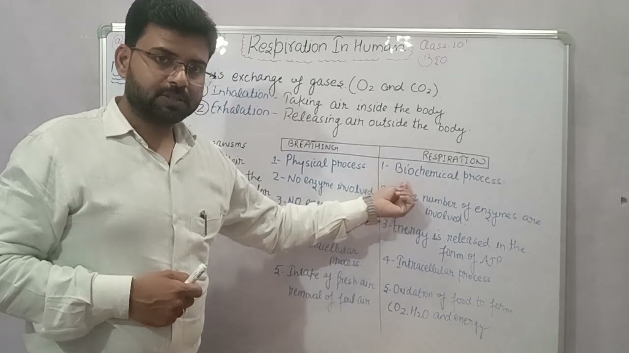 Respiration in human (मानव में श्वसन) Differences between respiration and breathing 