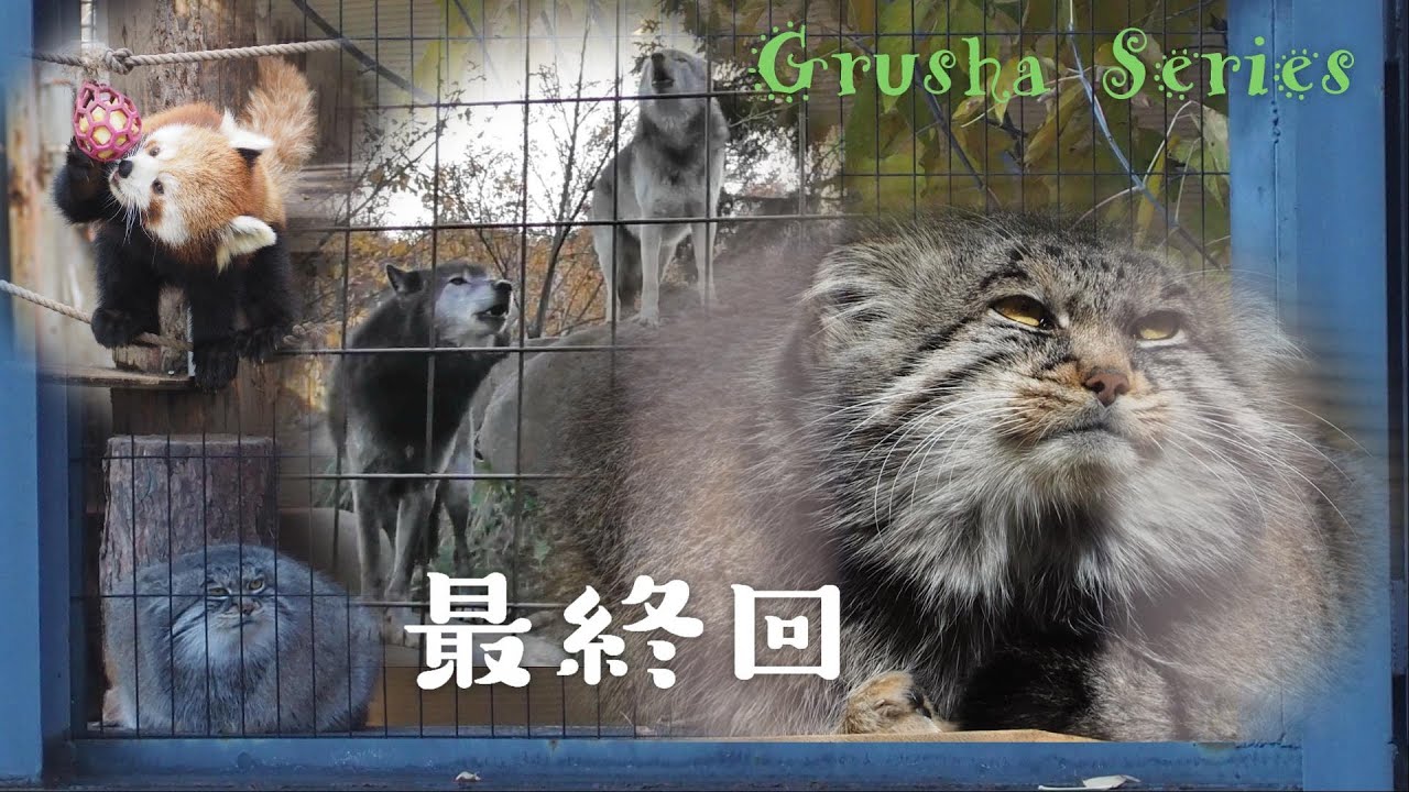 グルーシャシリーズ【最終回】グルーシャSP