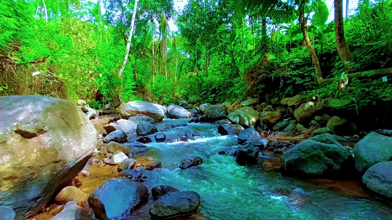 Tranquil Forest River Ambience for Deep Sleep and Night Relaxation | Nature Sounds