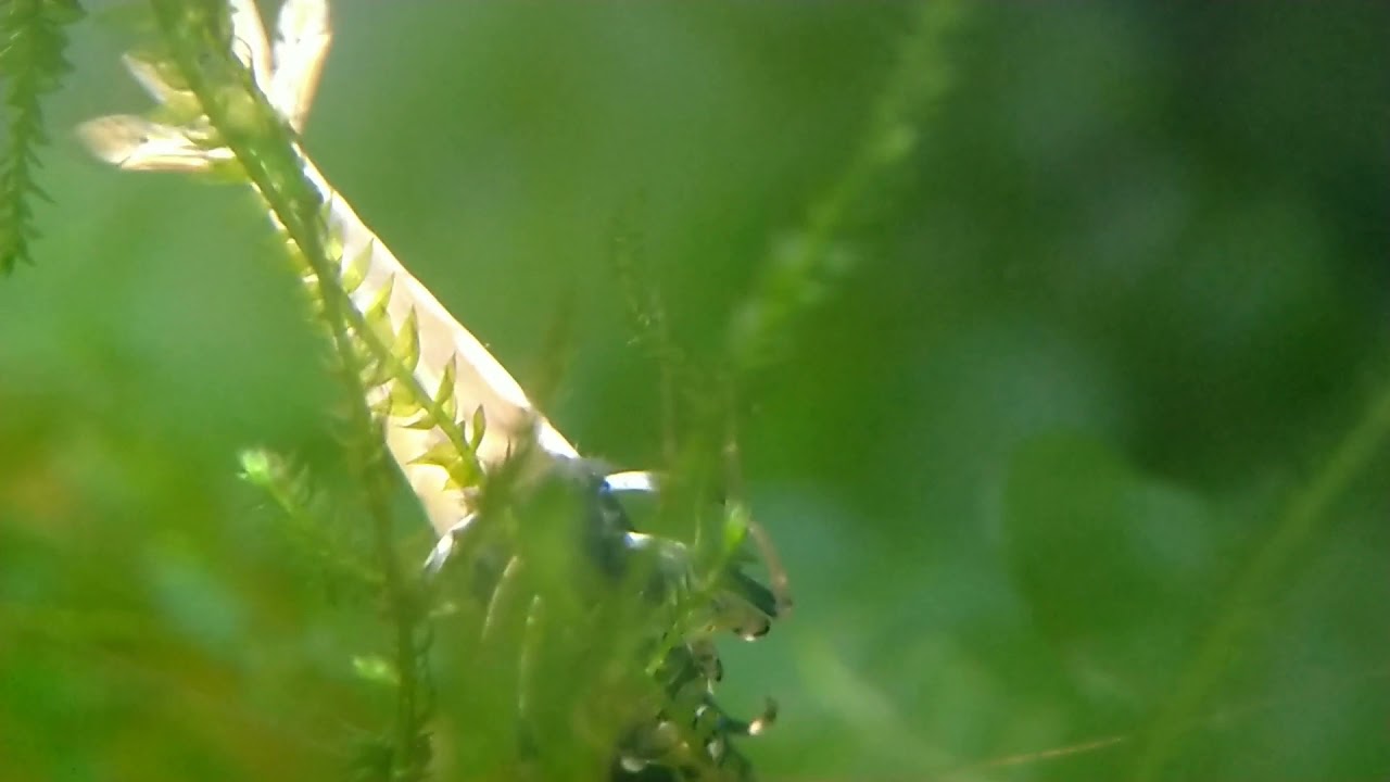 Head Spotted Black Pinto (Kısa Belgesel Tadında)