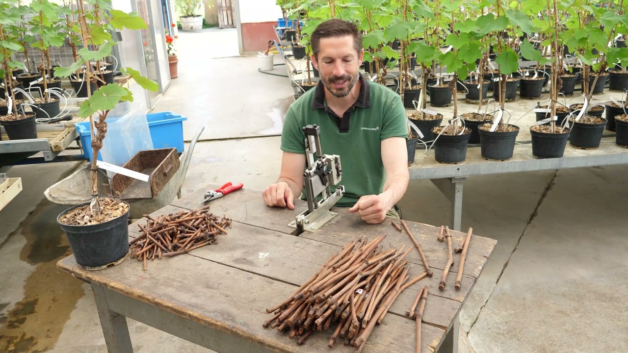Know-how HBLA u. BA: Weinbau Veredelung