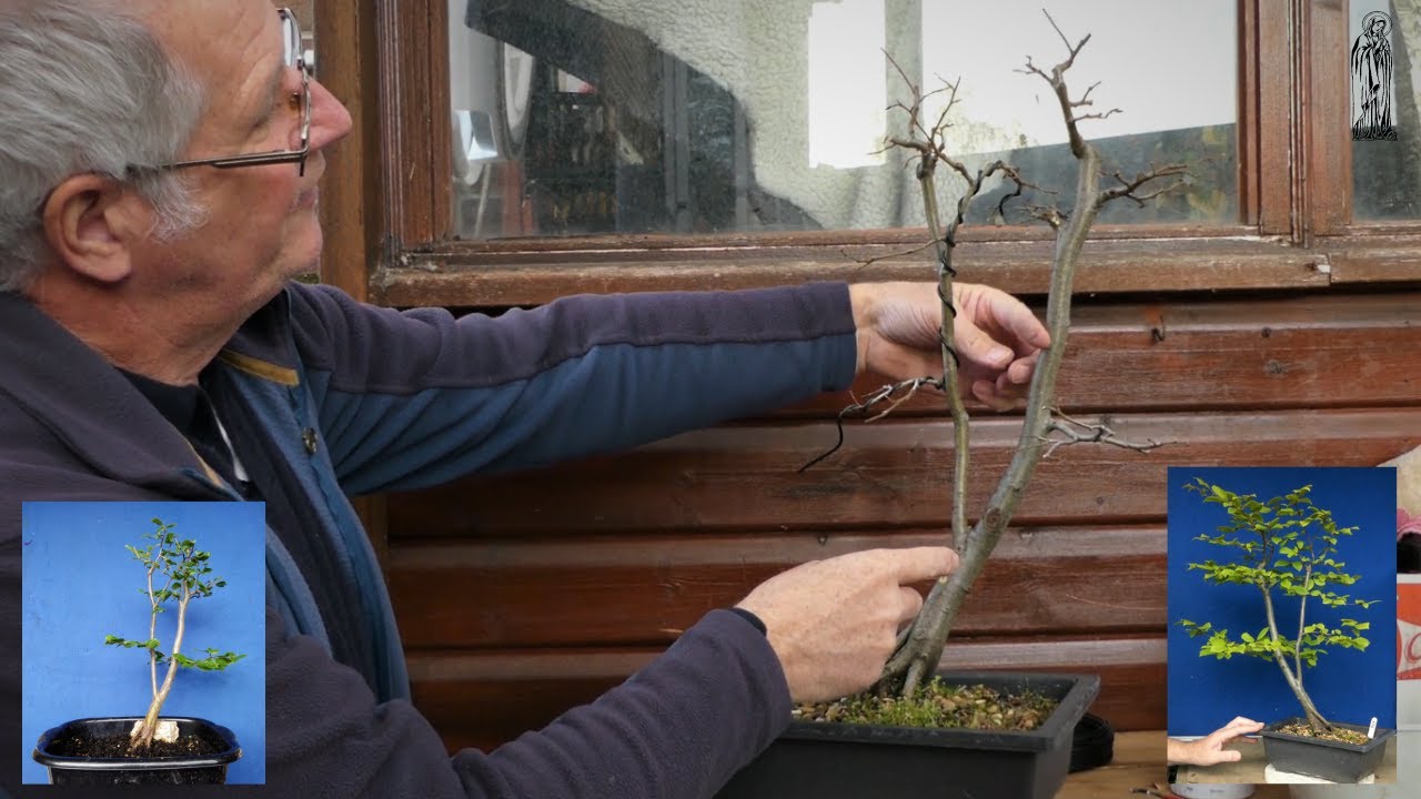 A year of Bonsai development for my yamadori Hornbeam