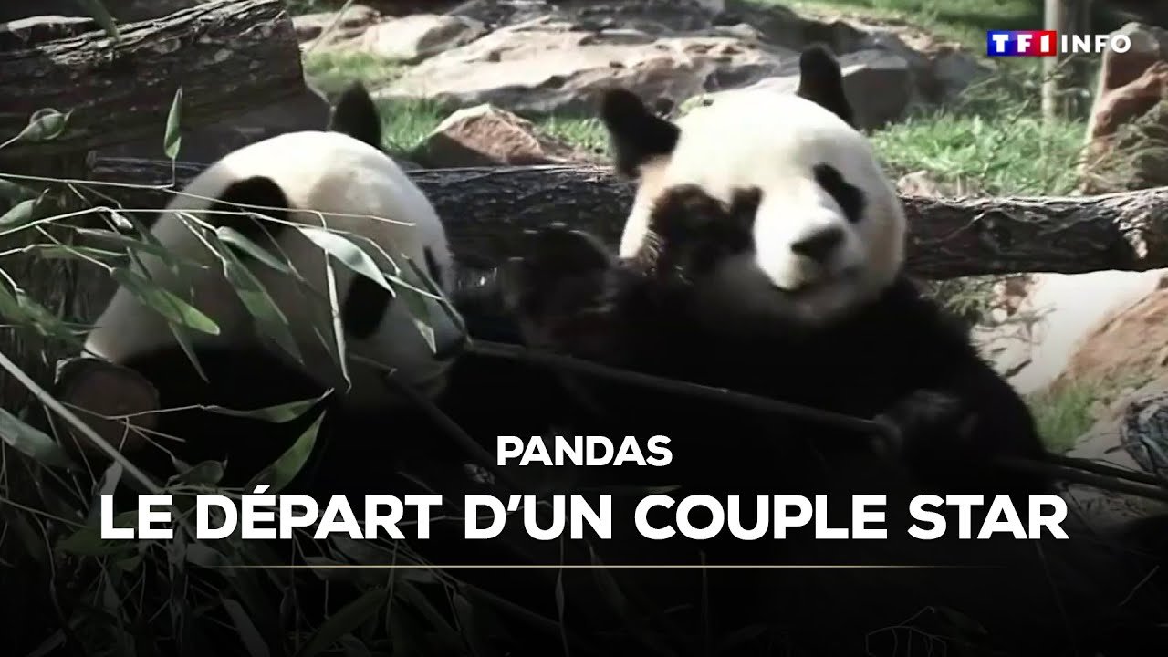 Pandas : le départ d'un couple star｜TF1 INFO