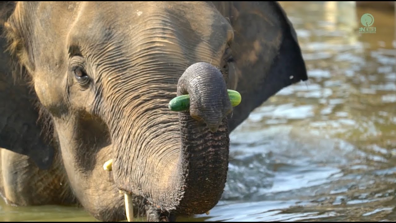 Rescued Elephant NamThip's Tail: Impact and Journey to Recovery - ElephantNews