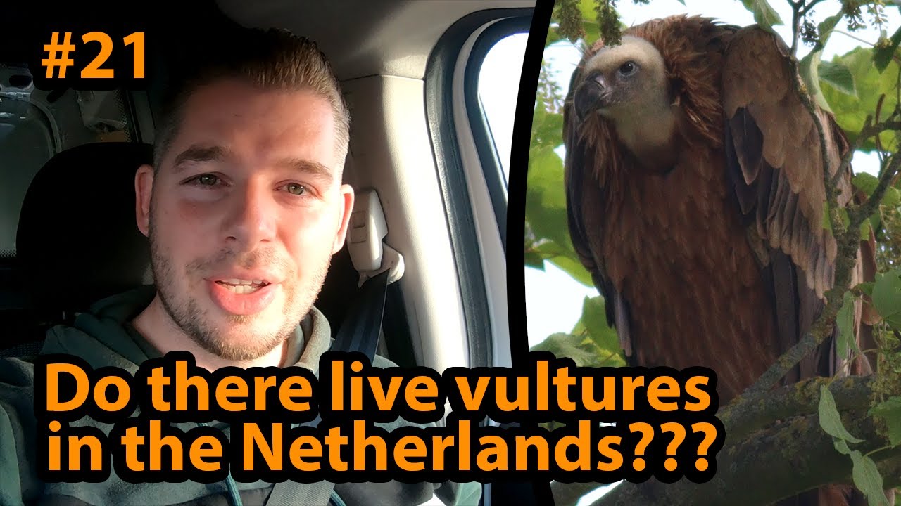 #21 Do there live vultures in the Netherlands?/Leven er gieren in Nederland?