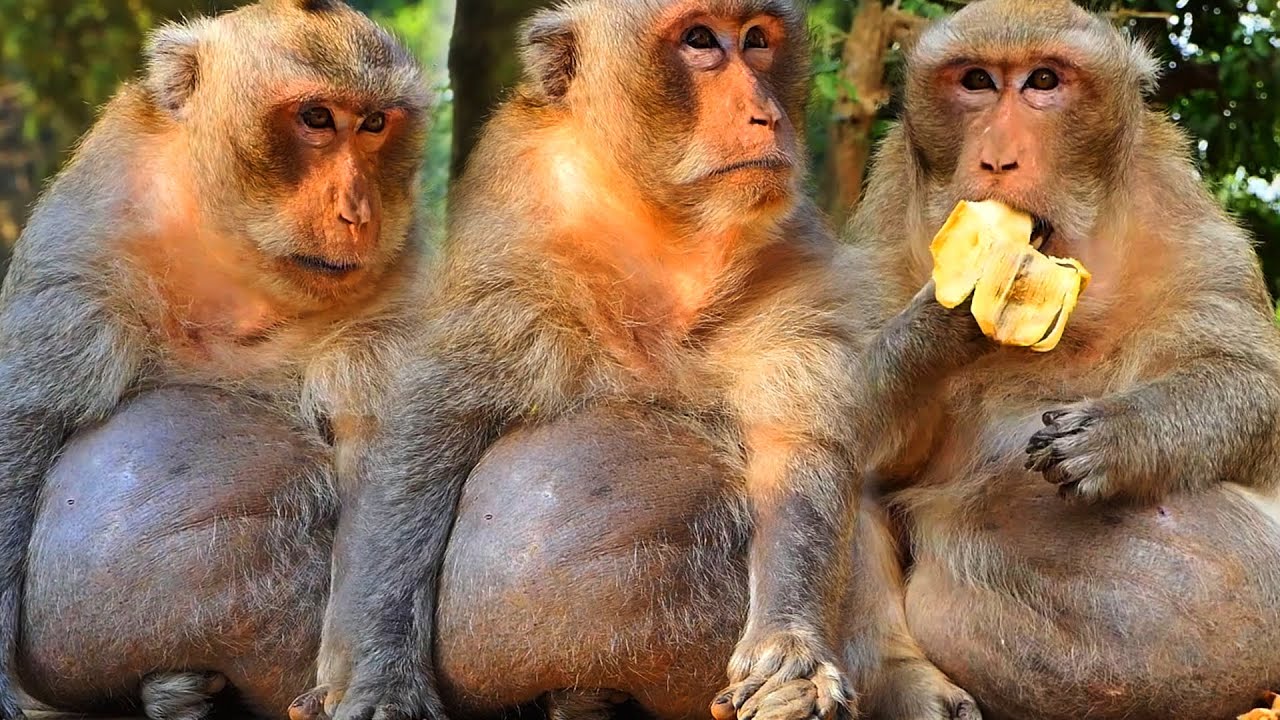 Adorable Wildlife: Old Father Charlie Moments Looks Very Nice and Watchable