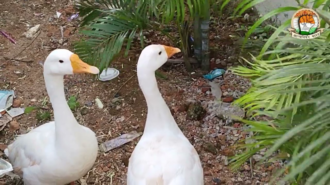 राजहंस फार्मिंग || अब राजहंस पूरे भारत में कहीं भी प्राप्त करें ||Swan 🦢|| Rajhans Farming