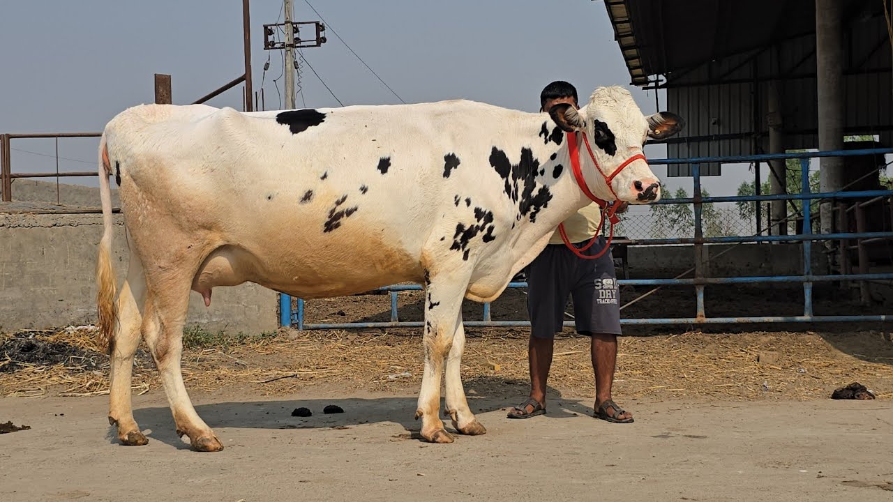 Jammu ,doda dist ke farmar ne Purchage ki 8 gaaye cont 75080 23218 @Sarb cheema dairy farm #cow #trending