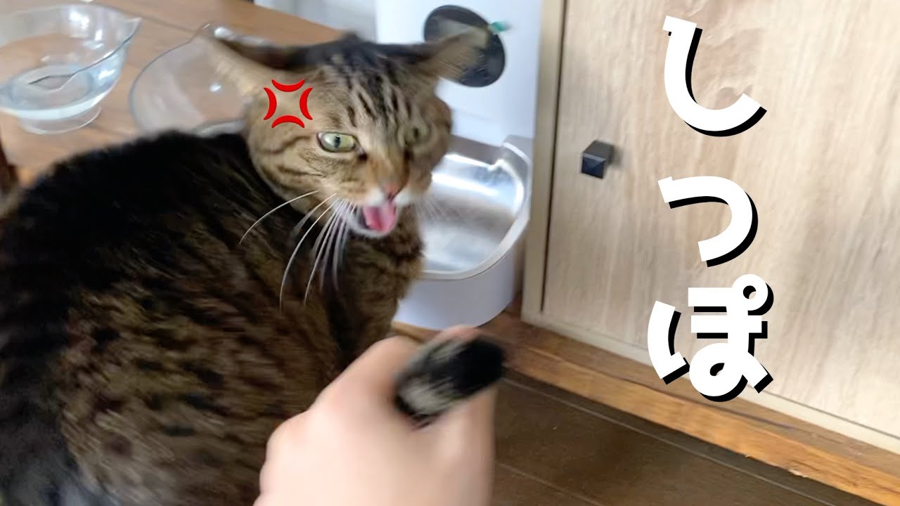 凶暴猫の尻尾を思いっきり掴んでみた結果...