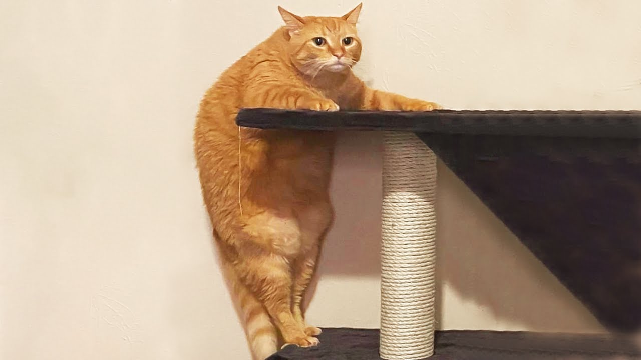 You Laugh, You Lose! 🤣 Funny Cat Videos 2026 😹 Part 95
