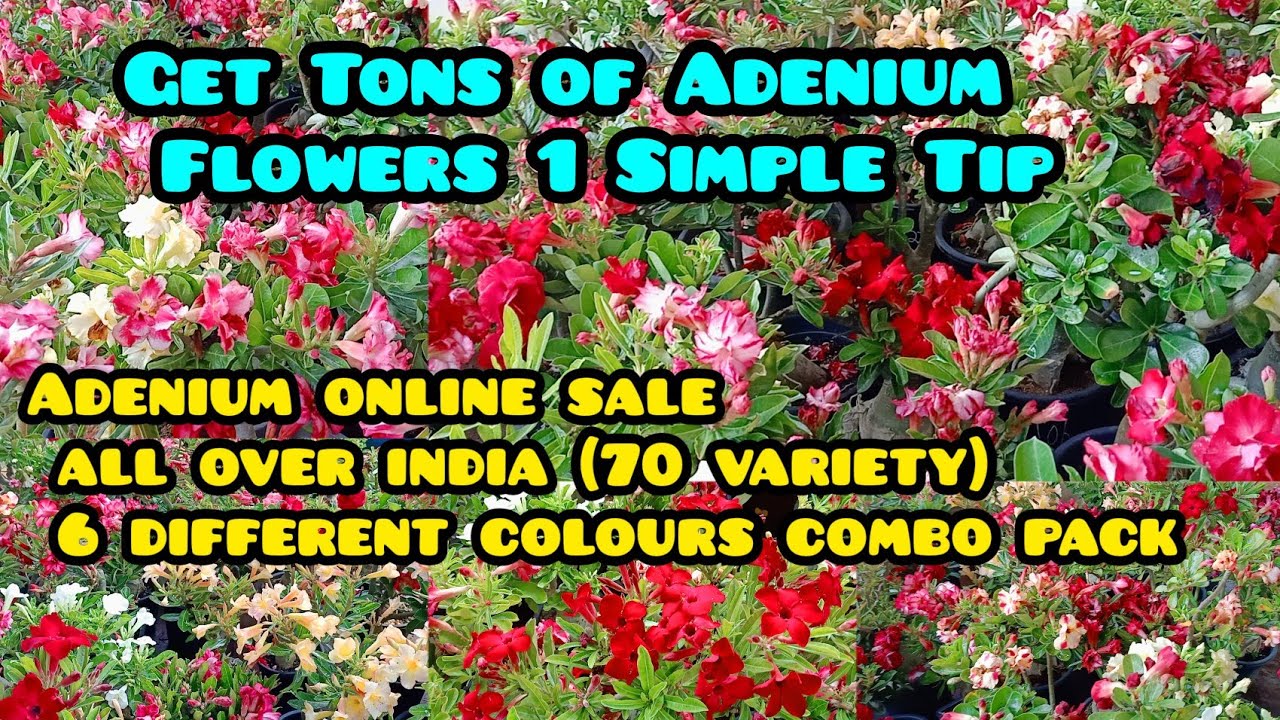 അഡീനിയം കുറഞ്ഞ വിലയ്ക്ക് വിറ്റൊഴിക്കുന്നു #adenium #DHANYAORCHIDS