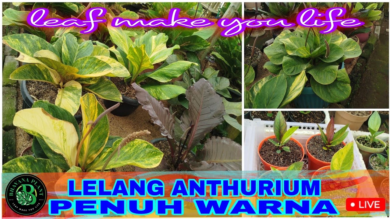Bhavana plant LELANG ANTHURIUM penuh warna-warni dari kandang Om Maman TWK #anthurium #jemanivar