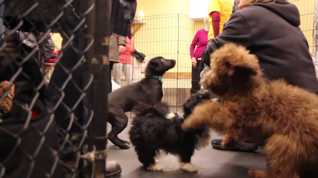 Puppy Playgroup