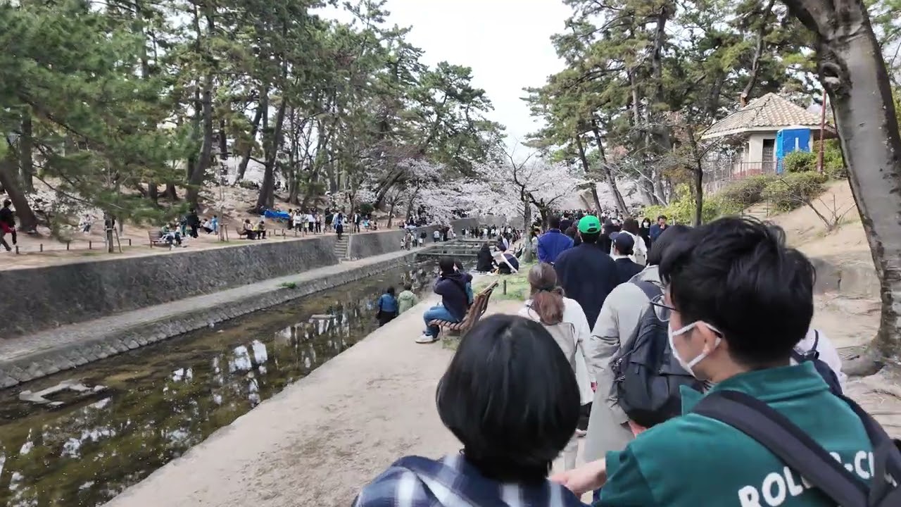 Shukugawa Cherry Blossoms 2025 🌸 Full Bloom Walk in Japan [4K UHD]