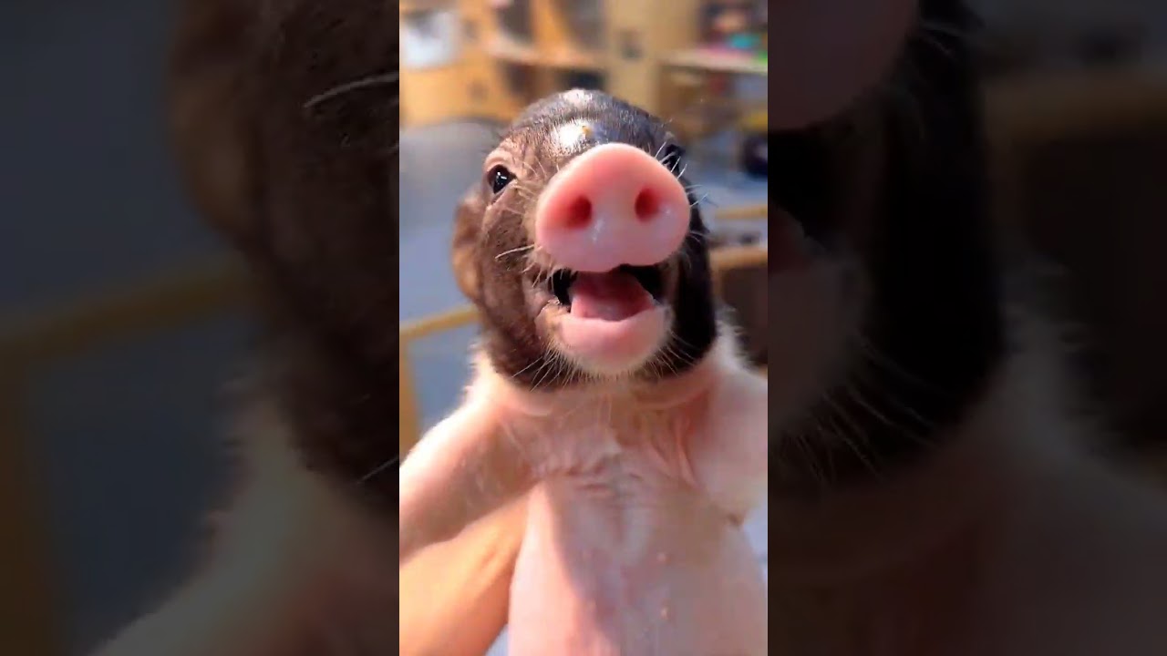 cerdito riendo 🤣 #tendencias #viral