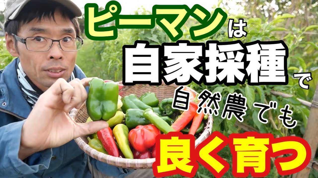 【種の話】自然農でピーマン栽培のコツは自家採種《無農薬/無肥料/家庭菜園/自給農》