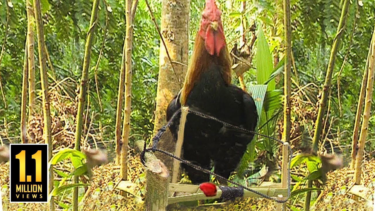 কিভাবে উপজাতিরা পাহাড় থেকে বন মোরগ ধরে