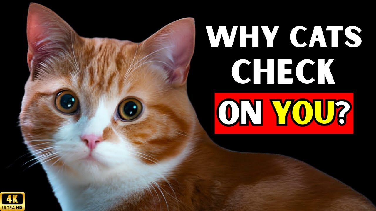 Why Does Your Cat Keep Checking In on You?