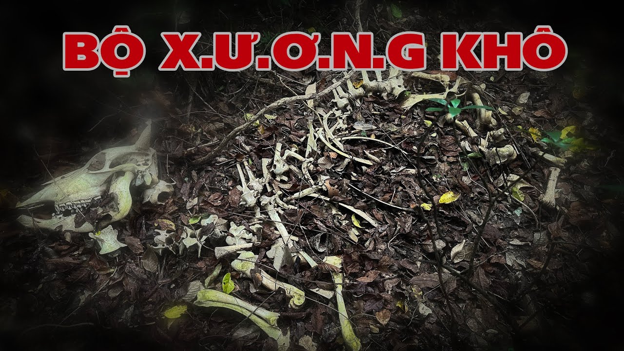 Giật Mình Bắt Gặp BỘ X.Ư.ƠN.G Khô Trong Rừng