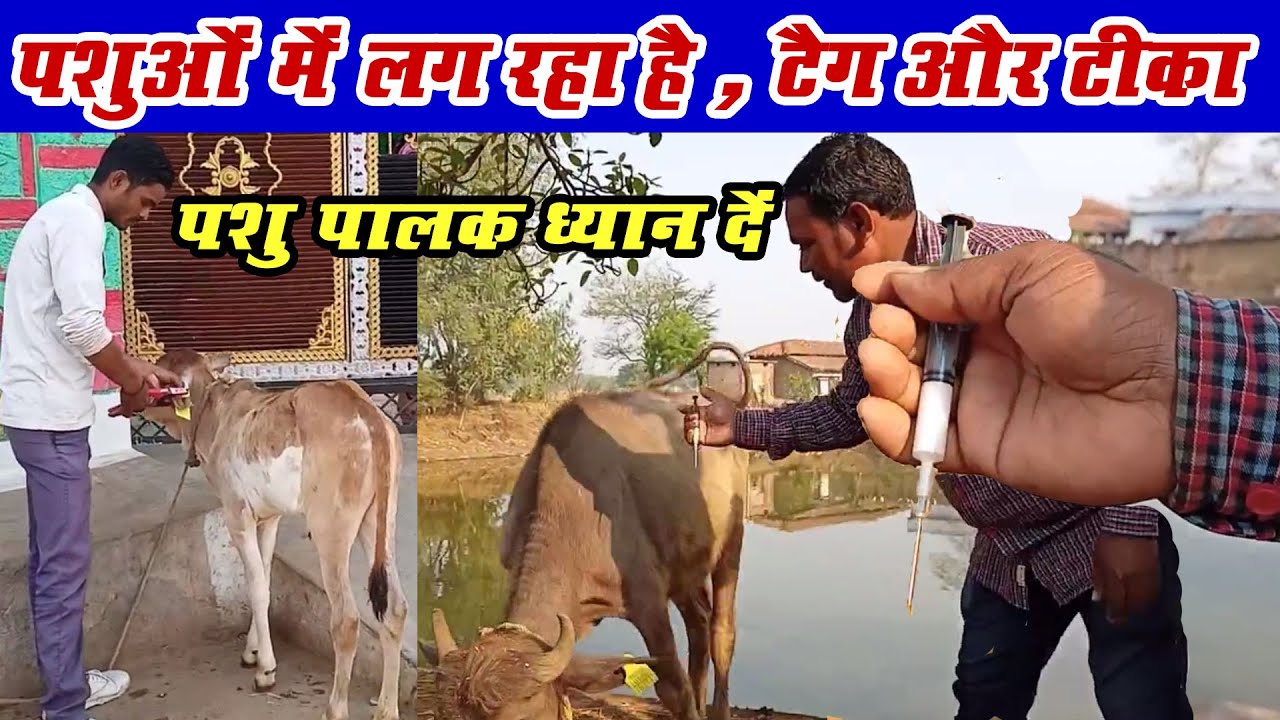 ( @Lok ausar ) पशुओं को लग रहा है टैग और fmd का टीका । vaccination and tagging program for animal