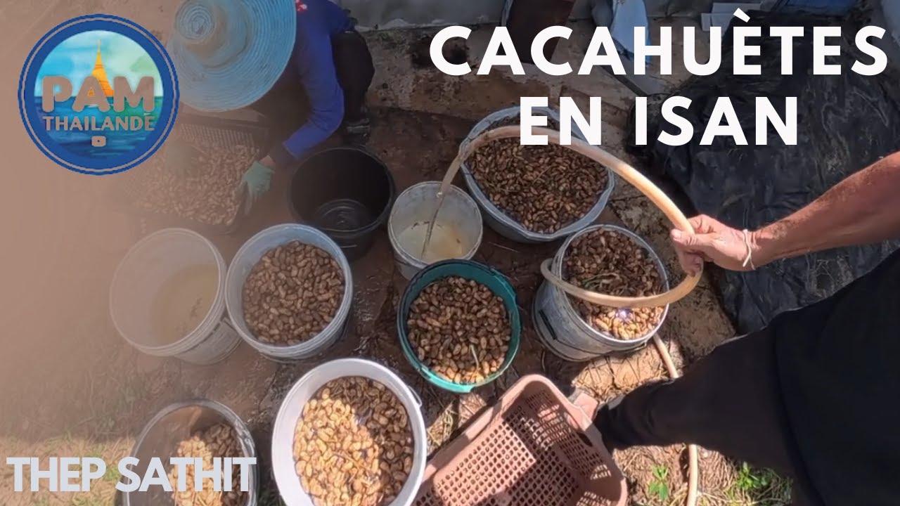 Récolte de cacahuètes en Isan 🇹🇭 | Vie rurale et ferme thaïlandaise