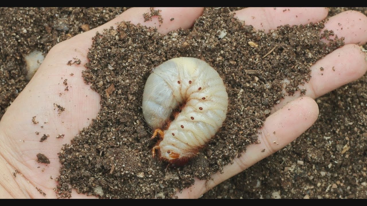 Grub Control