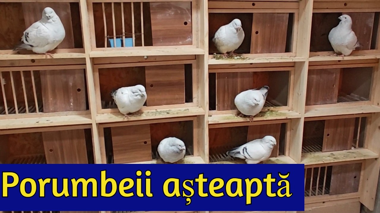 Pregatire sezon 2026
