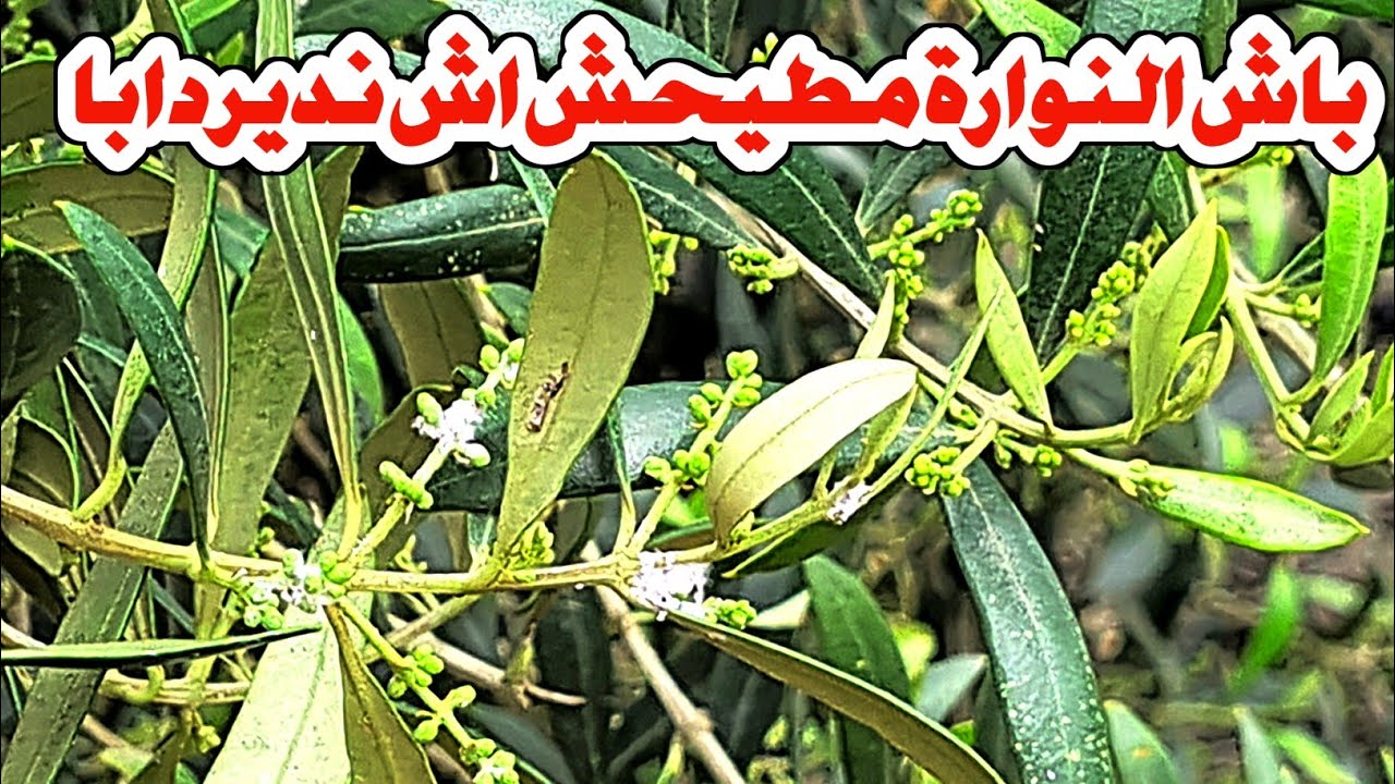 اش نعطي لشجرة الزيتون في هد المرحلة  وعلاش الازهار تطيح في الاخير ؟