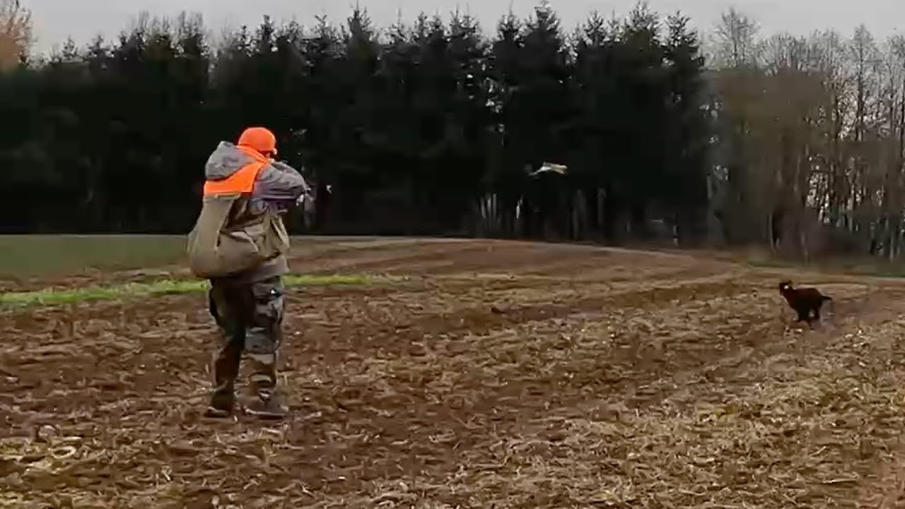 Blasting Roosters