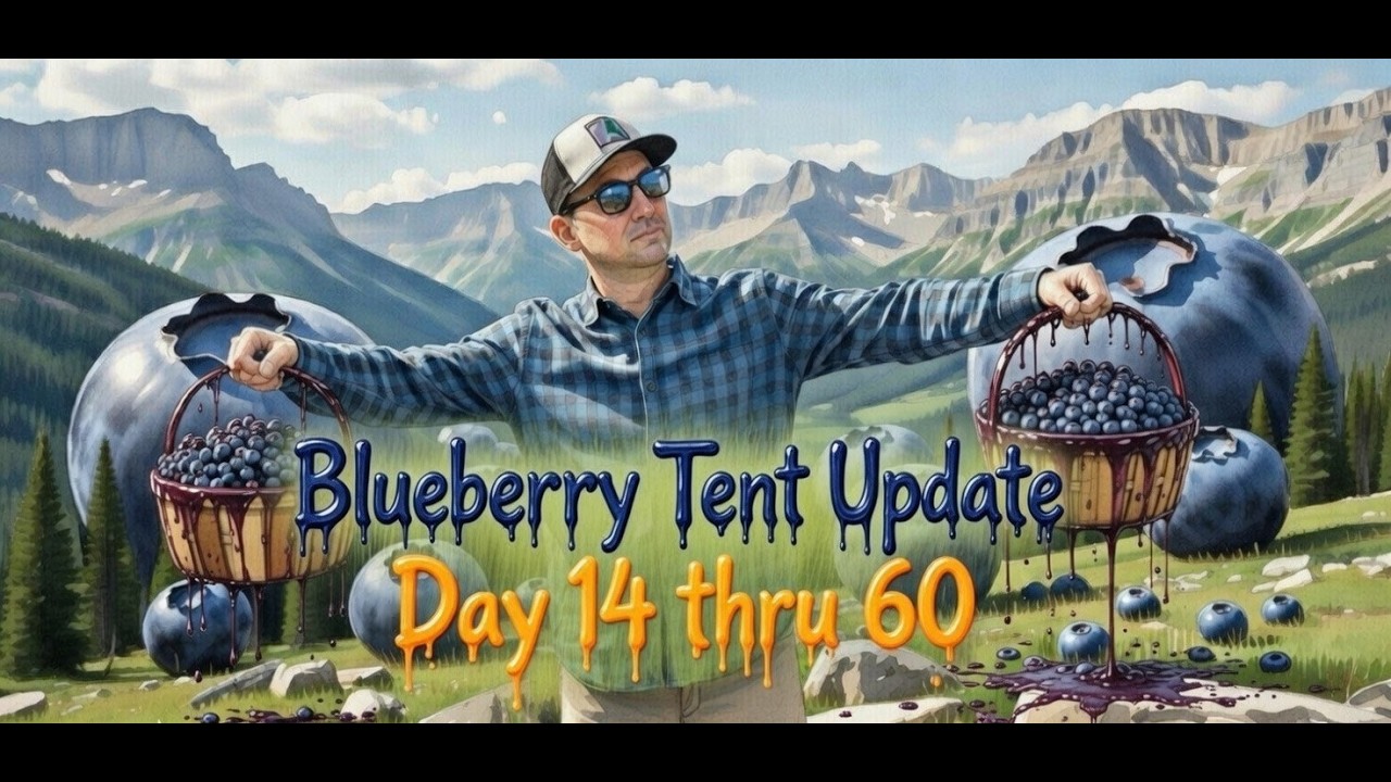 Обновление информации о палатке Blueberry, дни с 14 по 60