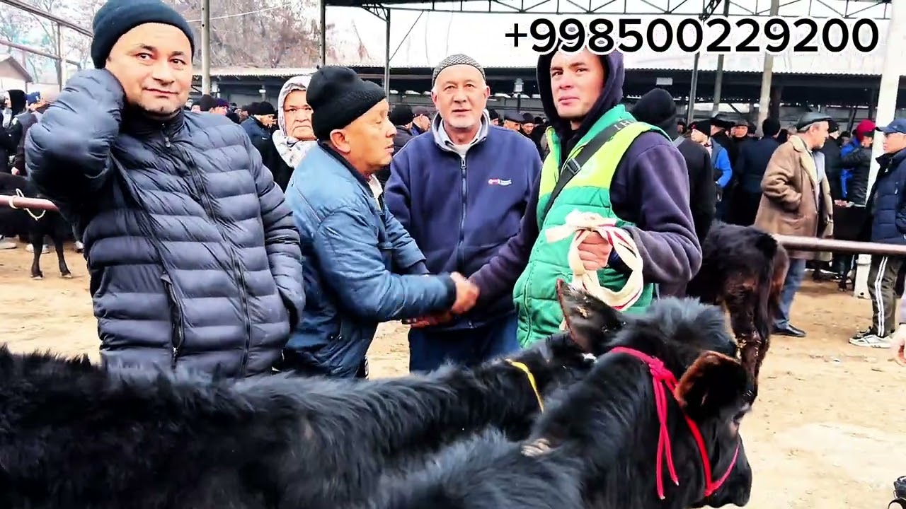 👉 Qo'qon mol bozori 2026 | yosh g'unajin narxlari 
