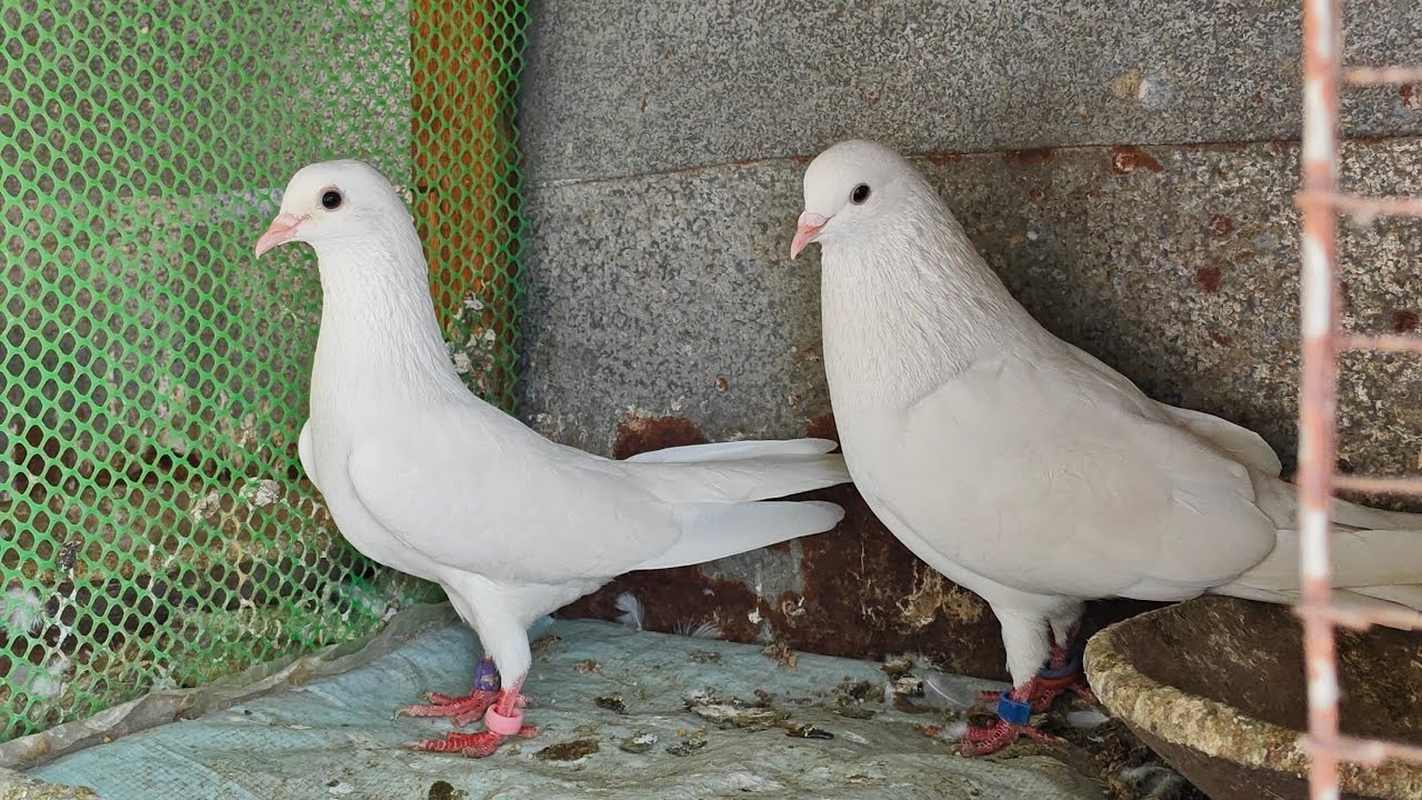 SaGar bhai Pigeon is live!
