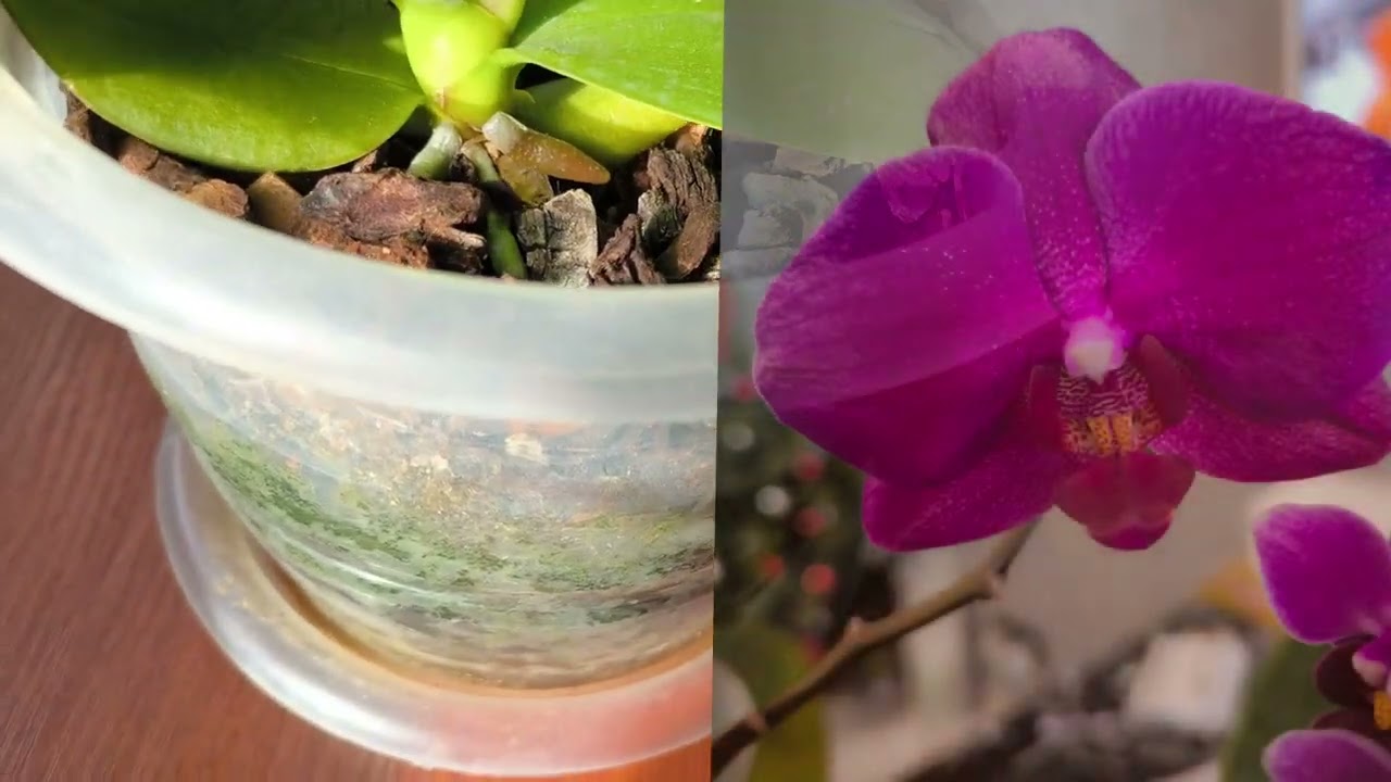 Ищем новые цветоносы. Обзор орхидей в спальне 💐💐💐😍. 