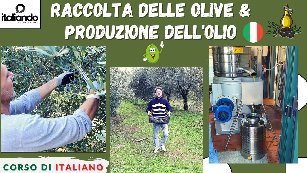 Raccolta delle olive e Produzione dell'olio d'oliva (SUB ITA) Corso di italiano Curso de italiano