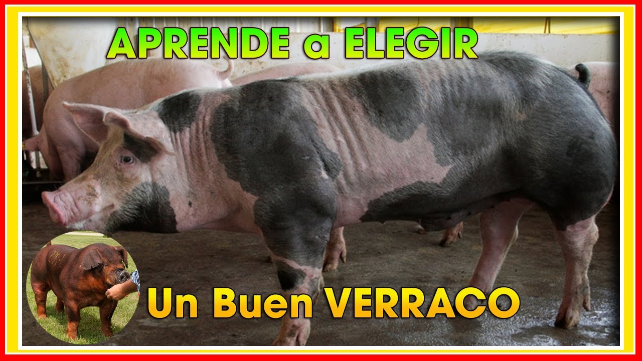 CERDOS Cómo ELEGIR un buen VERRACO ǀ Ing. Jannin Hernández Blandón