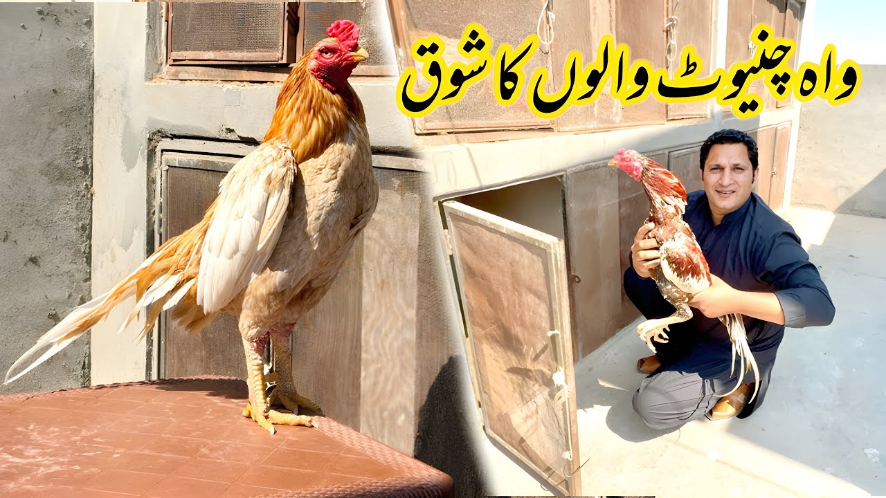 Chaniot walon k aseel murghy